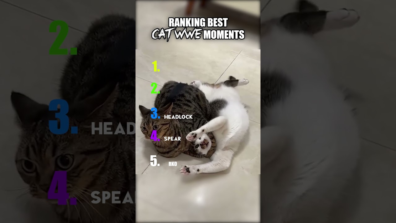 Ranking Top 5 WWE Cat Moments 😂