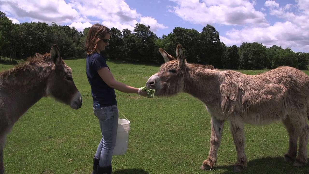 SASHA Farm Volunteering