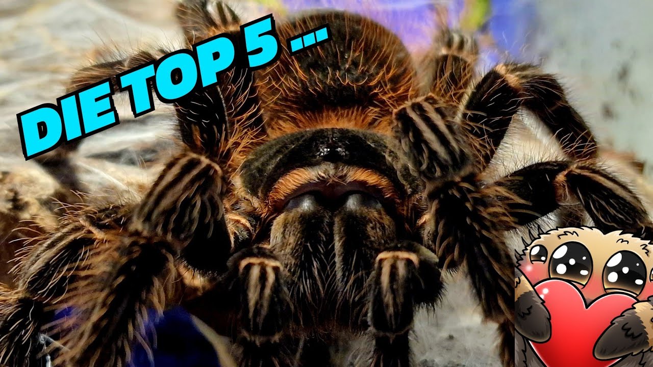 Die Top 5 zeigefreudigsten Vogelspinnen, 04/2024