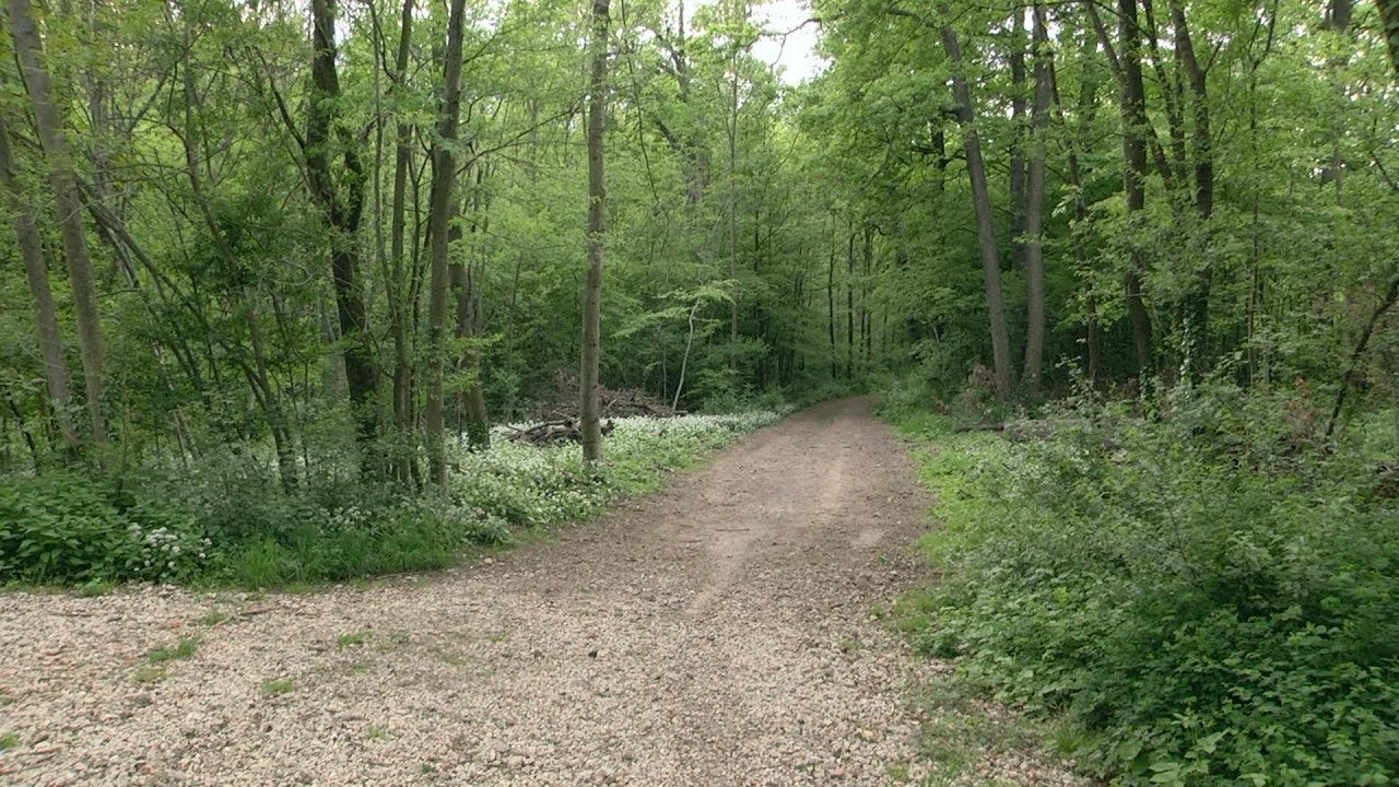 Der dritte Hörndlwaldlauf
