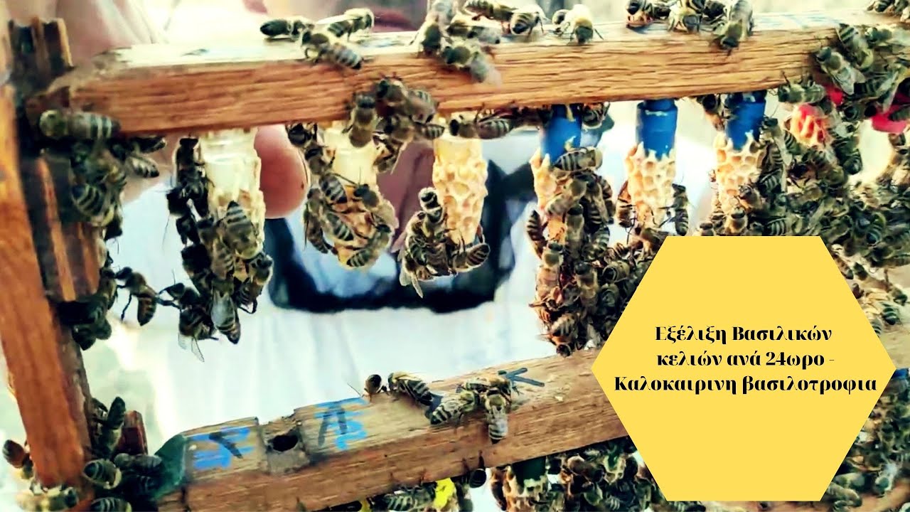 Εξέλιξη βασιλικών κελιών ανά 24ωρο - Καλοκαιρινη βασιλοτροφια by @beeZEUSapiculture