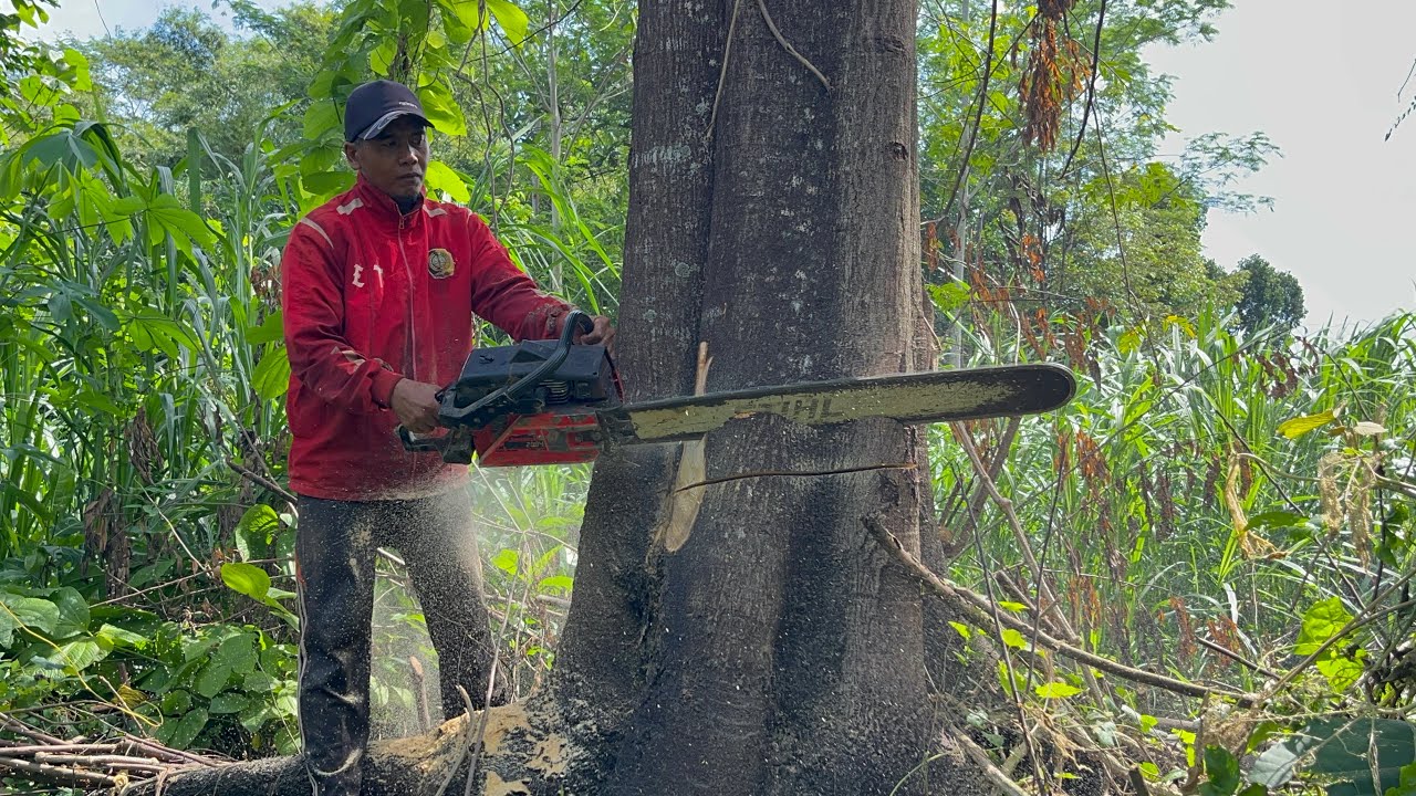Tantangan Ganda! Penebangan Pohon Johar Besar Dan Beranak.