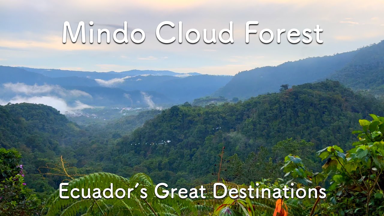 Mystical Cloud Forest of Ecuador | Mindo | Cinematic 4k (No Talk) 【エクアドル ミンド 雲霧林】