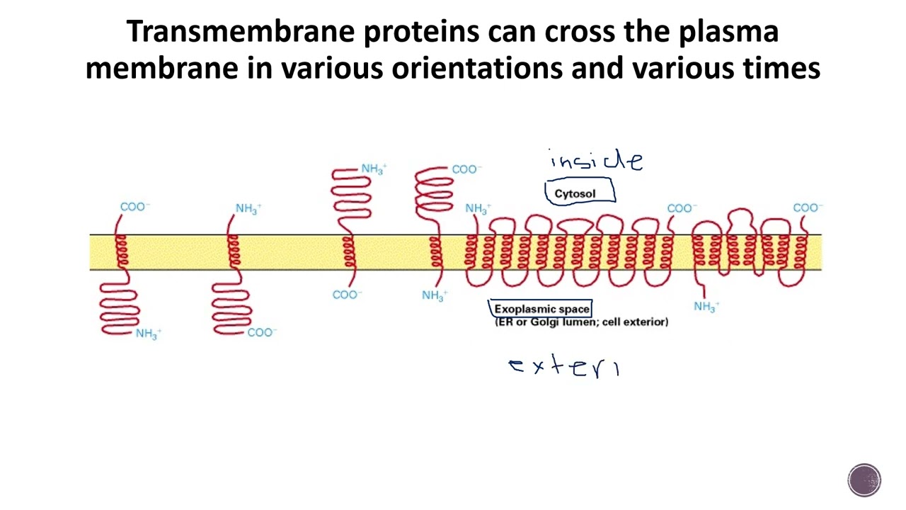 Membrane Proteins Online Lecture Video