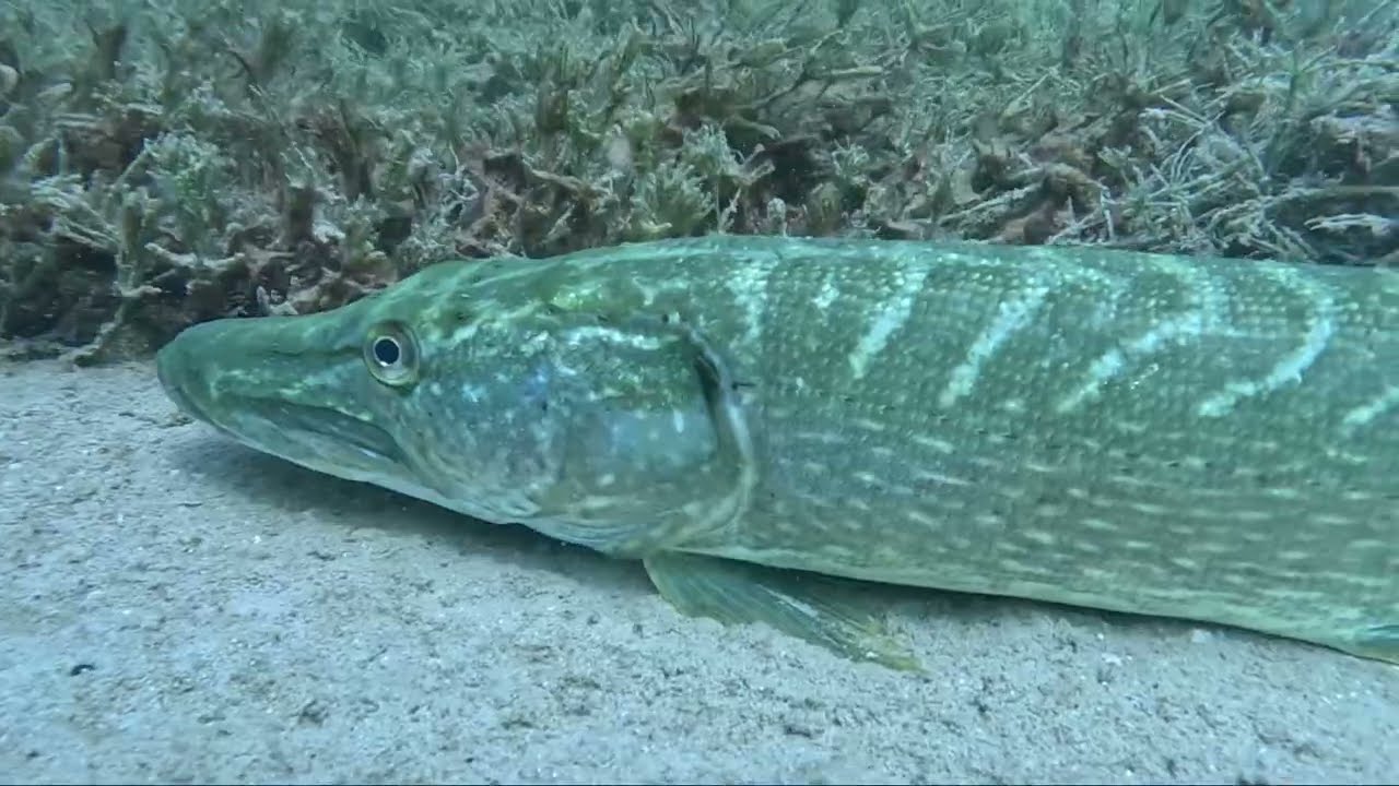 Buceo lagunas de Ruidera 13/7/25