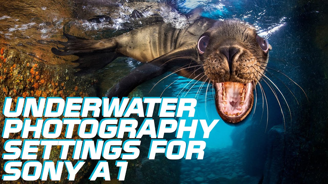 Underwater Photography Settings and Setup for Sony A1 - Part 1