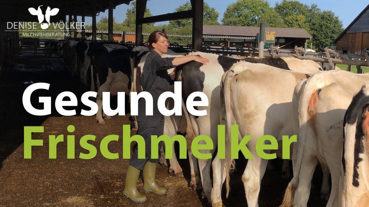 Gesunde Frischmelker 🐮