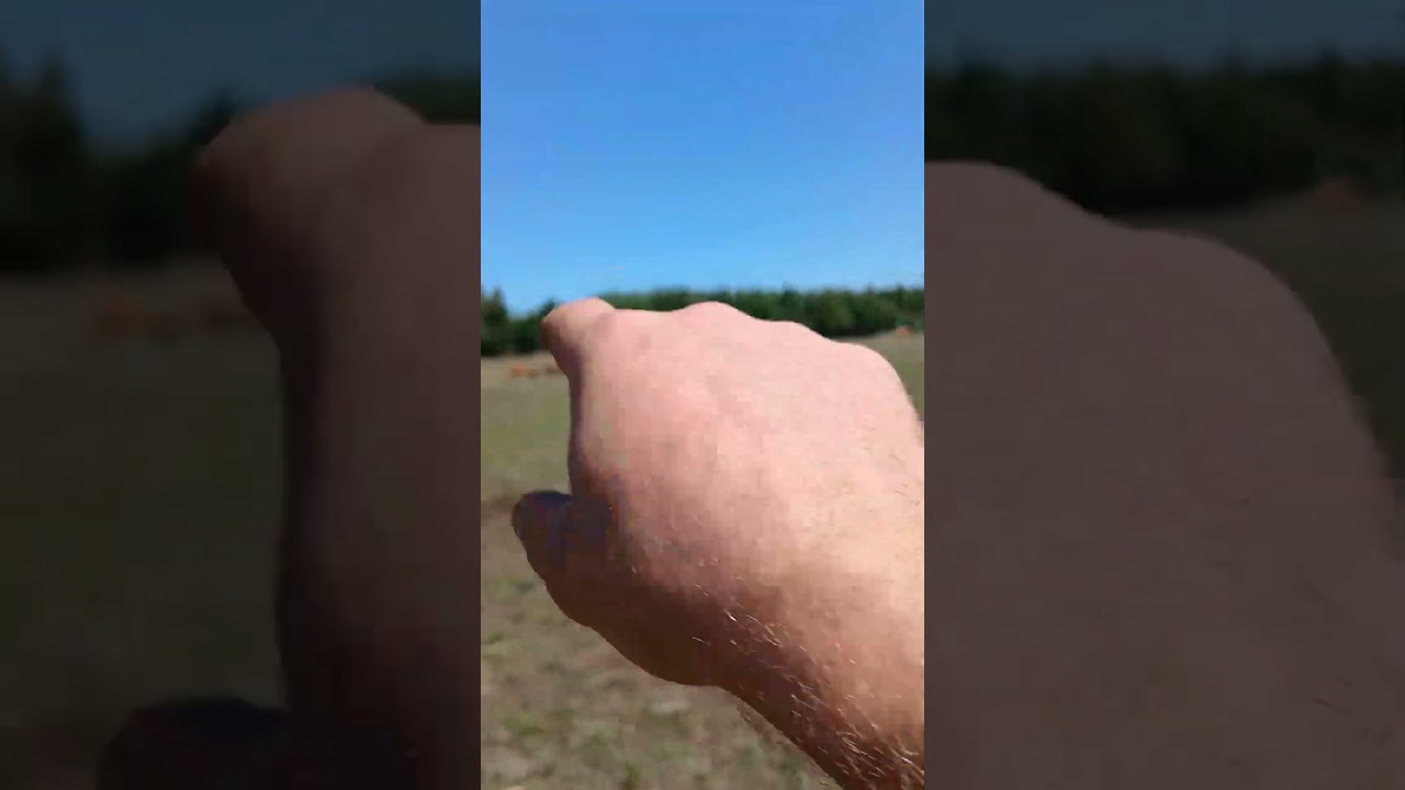 MOVIENDO VACAS 