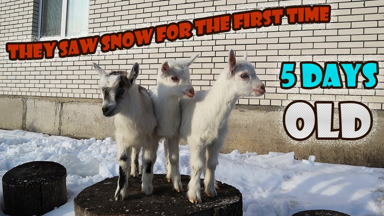 Маленькие Козлята на пеньке. 5 дней от рождения.