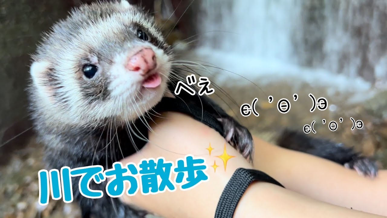 【フェレット】が川でお散歩したらこうなるよ🦨✨#イタチ#ダウくん#お散歩#ferret#cuteferret#walkingferret