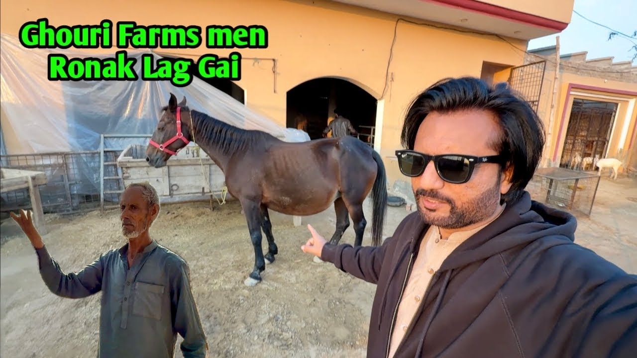 Kajal Ghodi Ki Delivery Kab? 🐎 | Talha Ghouri Bhai Ka Farm | Pak India Border Villages Tour