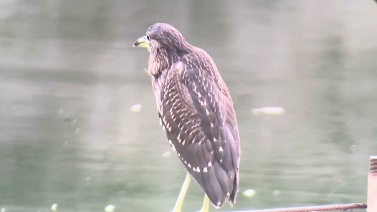 善福寺公園　カワセミ