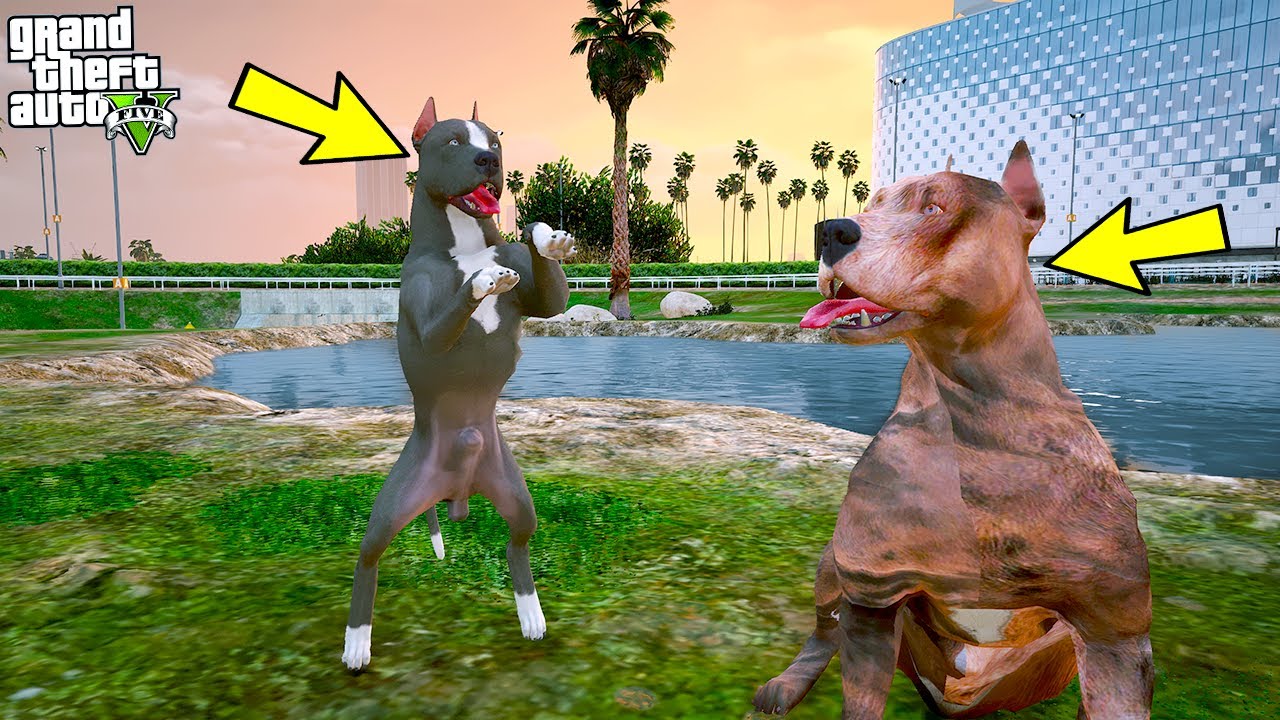 YAVRU PİTBULL GERÇEK BABASI FALÇATA'YLA TANIŞIYOR! - GTA 5