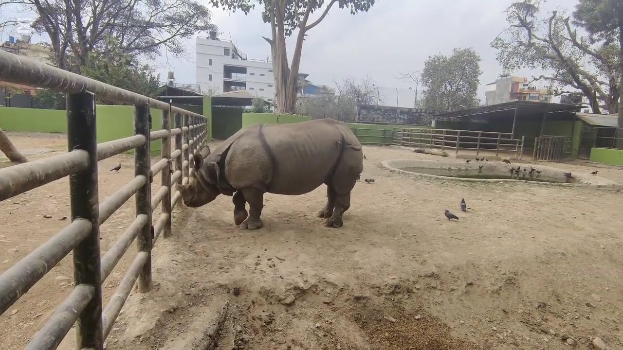 Exploring the biggest central zoo of Nepal: CENTRAL ZOO,  Jawalakhel, Lalitpur, Nepal