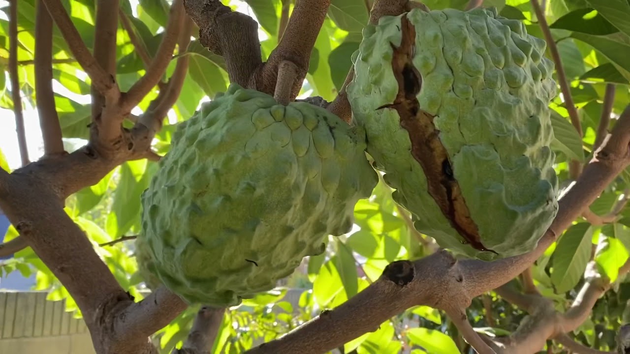 Atemoya: End of 2021 Season Recap/Fruit Cracking is Unavoidable :(