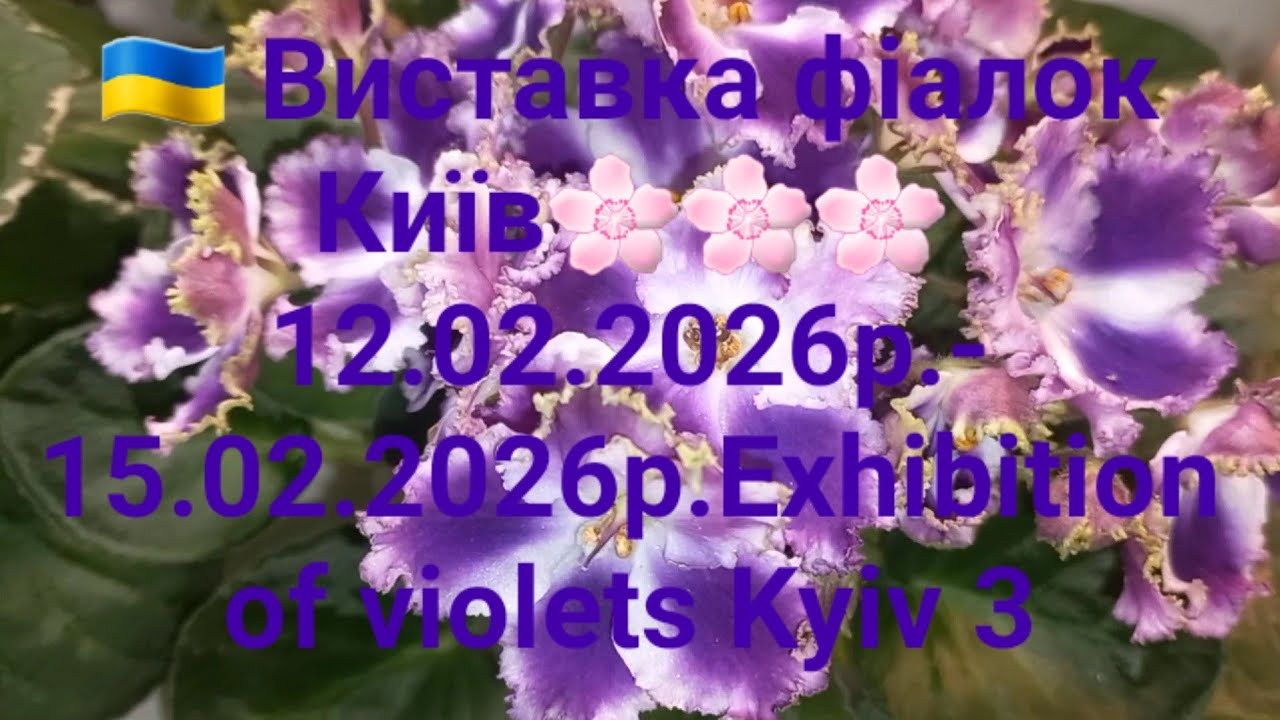 🇺🇦 Виставка фіалок Київ🌸🌸🌸 12.02.2026р.- 15.02.2026р.Exhibition of violets Kyiv 3