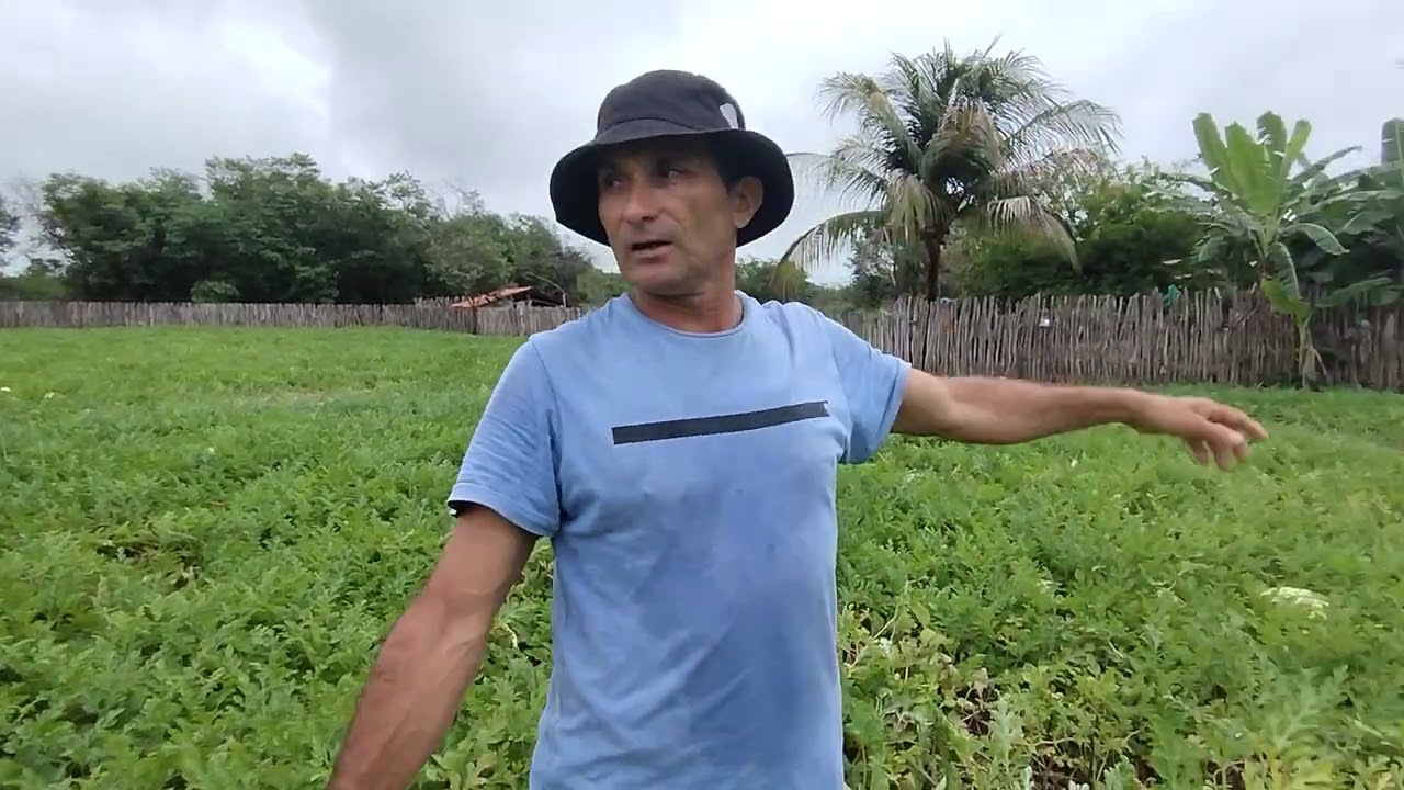 PLANTAÇÃO DE  MELANCIAS  NO QUINTAL DE CASA E O LUCRO É GARANTIDO