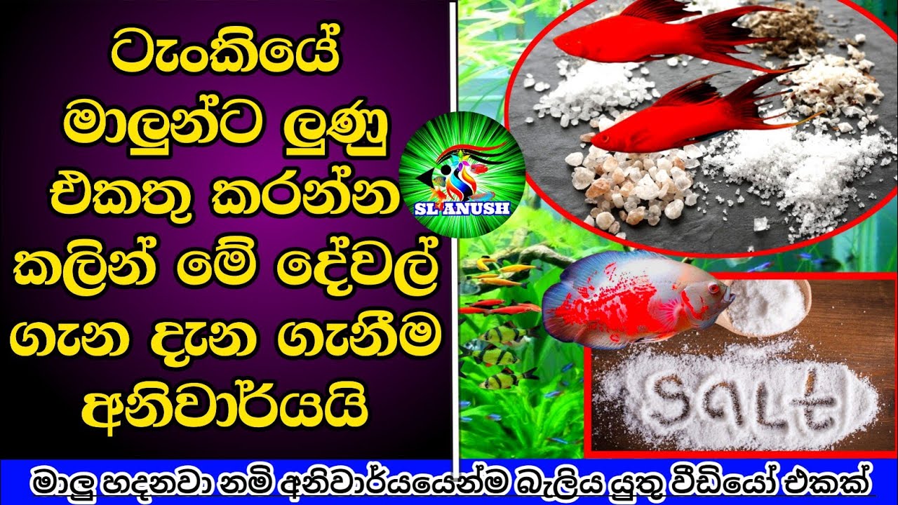 Adding SALT to a FRESHWATER fish TANK?? | ලුණු මාලු ඉන්න  ටැංකියට පොකුණට දැමිමද? | Sl Anush
