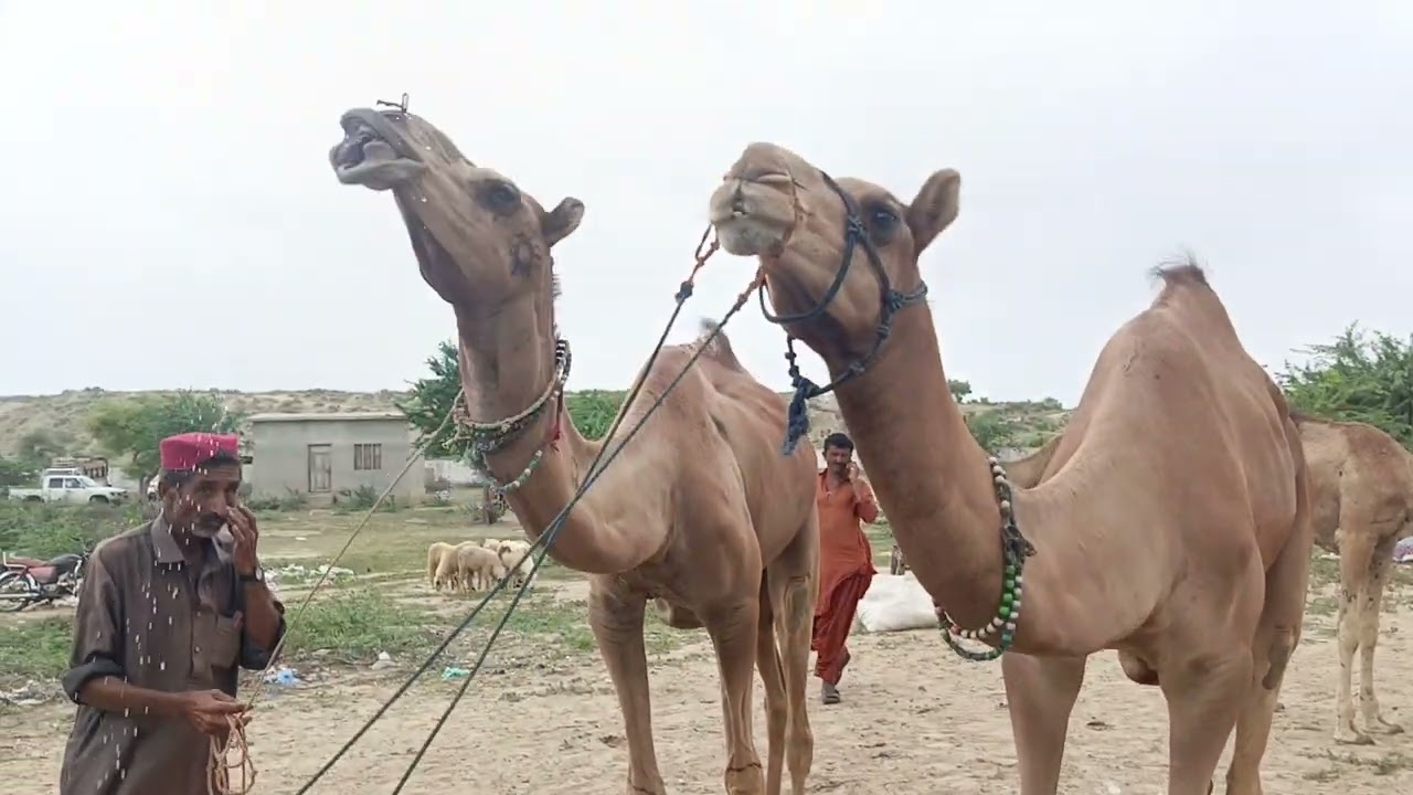  من التعب إلى الراحة… لحظة شرب الجمال للماء في السوق