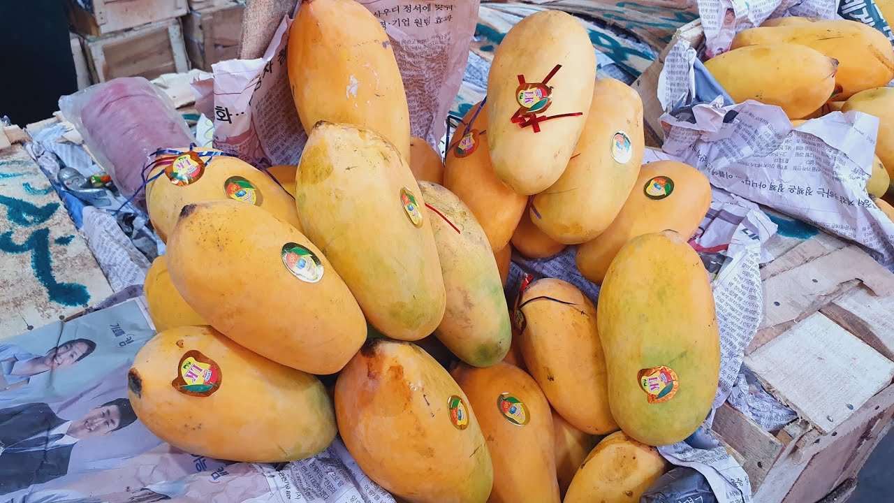 Export Quality Pakistani Mango | White chonsa, Anwar ratool Mango | Daily Pakistani mango update |