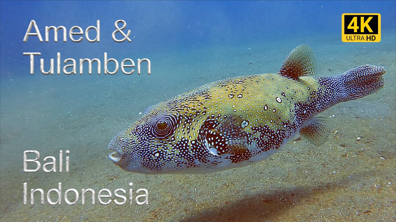 Diving Amed and Tulamben, Bali, Indonesia