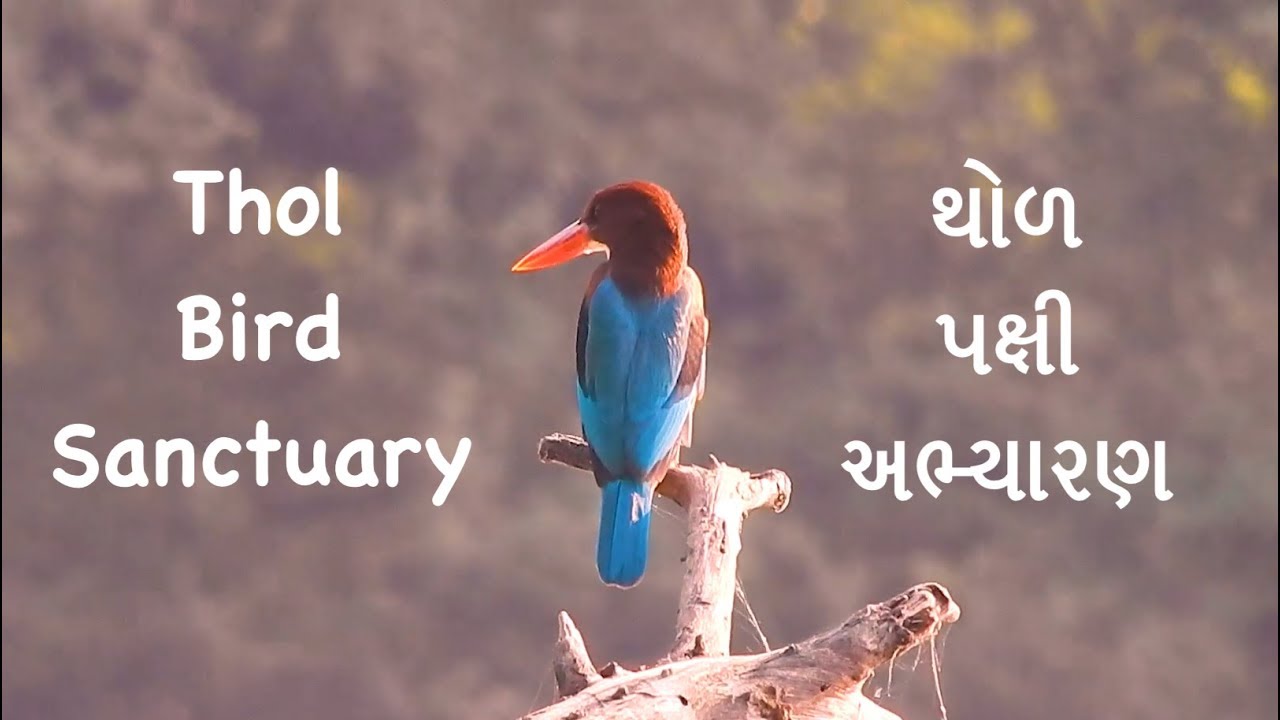 Thol Wildlife Sanctuary - A Morning Place Near To Ahmedabad