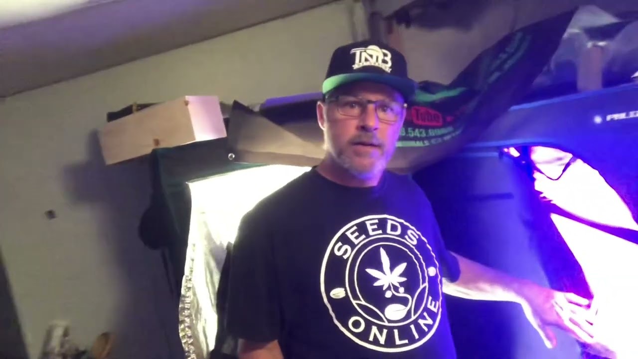 Day 75 Kyles SkyWalker OG #growstrongcup #gsigrowoff @kindledgrowlights X-80 comparison.