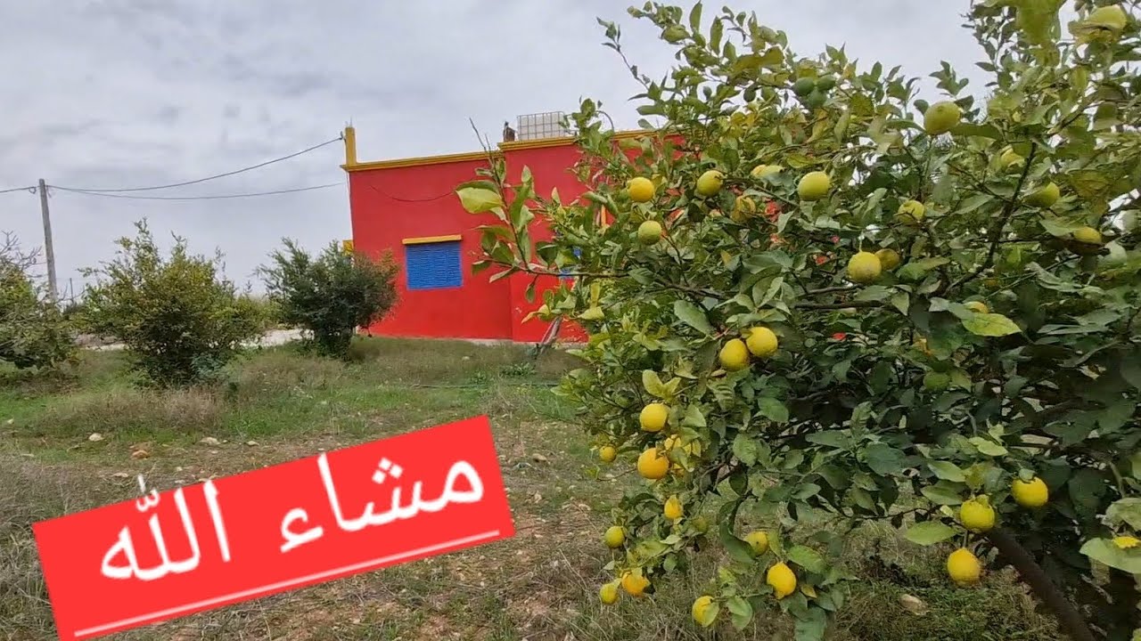 فيرمة 3 هكتارات محفظة بالمنزل وأشجار المثمرة إقليم الجديدة همزة 😍😍😍