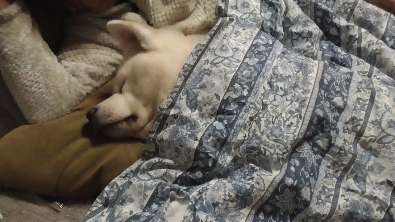 【秋田犬ゆうき】ストーブの前で飼い主と一緒に寝るお布団はポカポカ過ぎていびきが止まらない【akita dog】