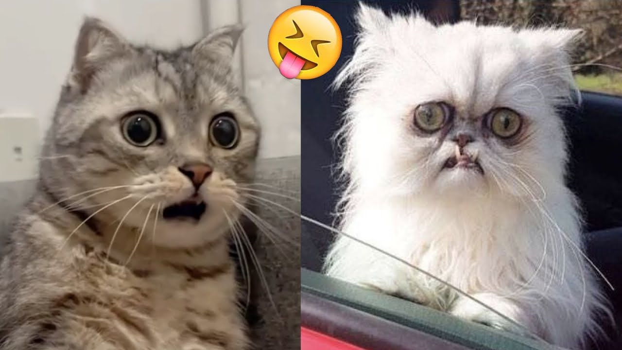 So Funny! Funniest Cats and Dogs 2024🤔New Funny Animals 2024😹🐕 part80