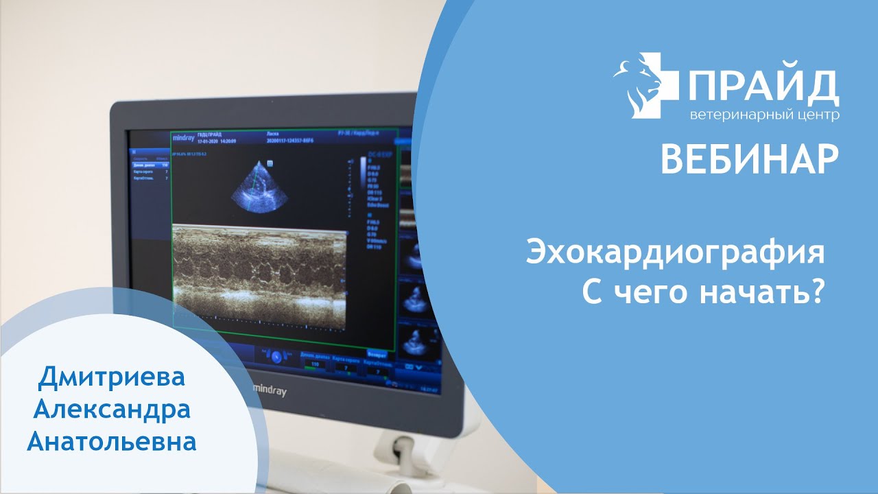 Эхокардиография. С чего начать? Лектор: Дмитриева Александра Анатольевна
