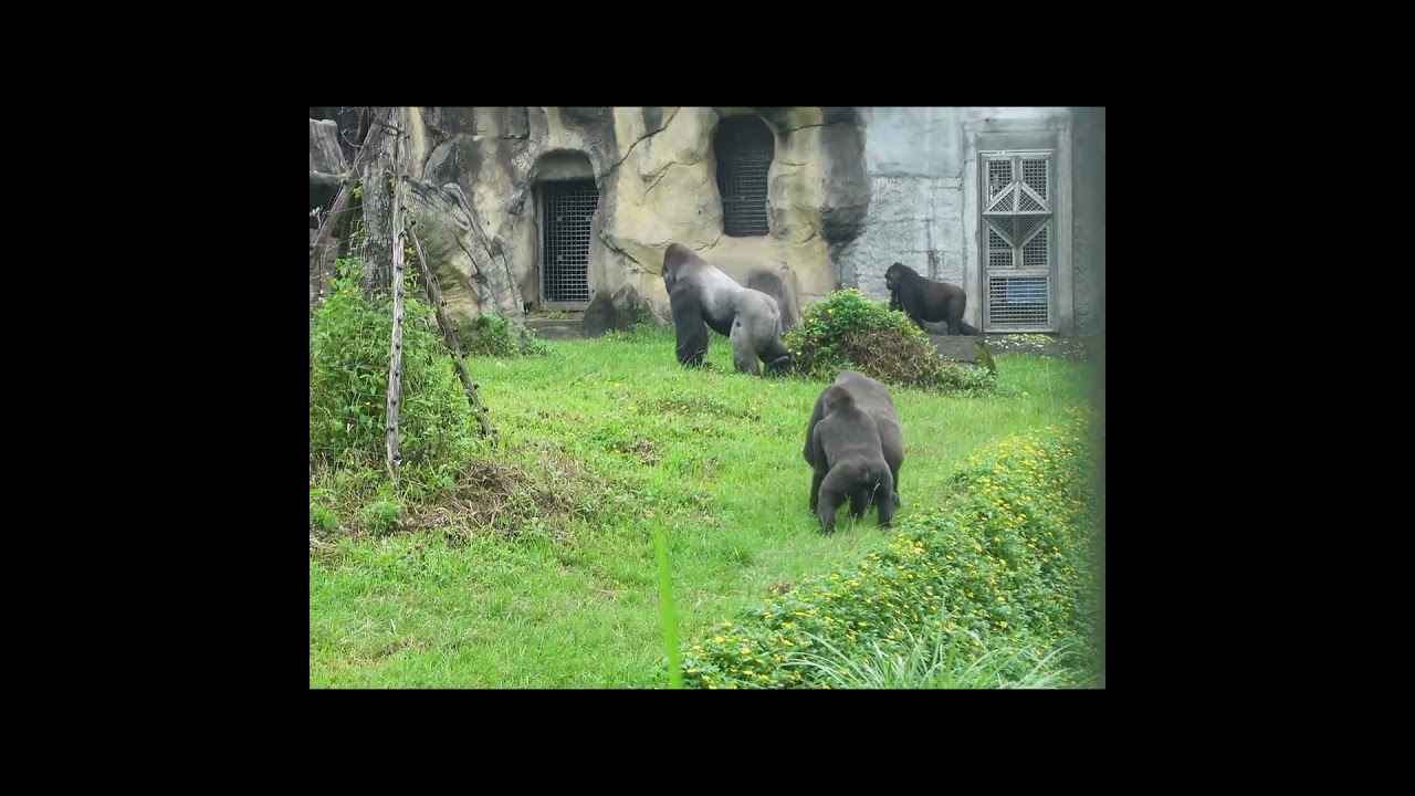 Gorilla D'jeeco family.Move.#shorts。跟隨D移動。J拉T腳
