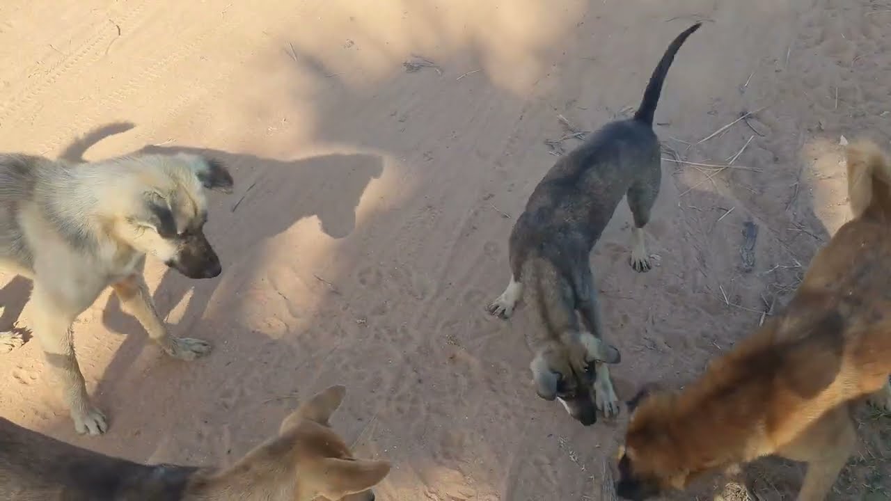 Starving stray dogs beg for food, I couldn't say no