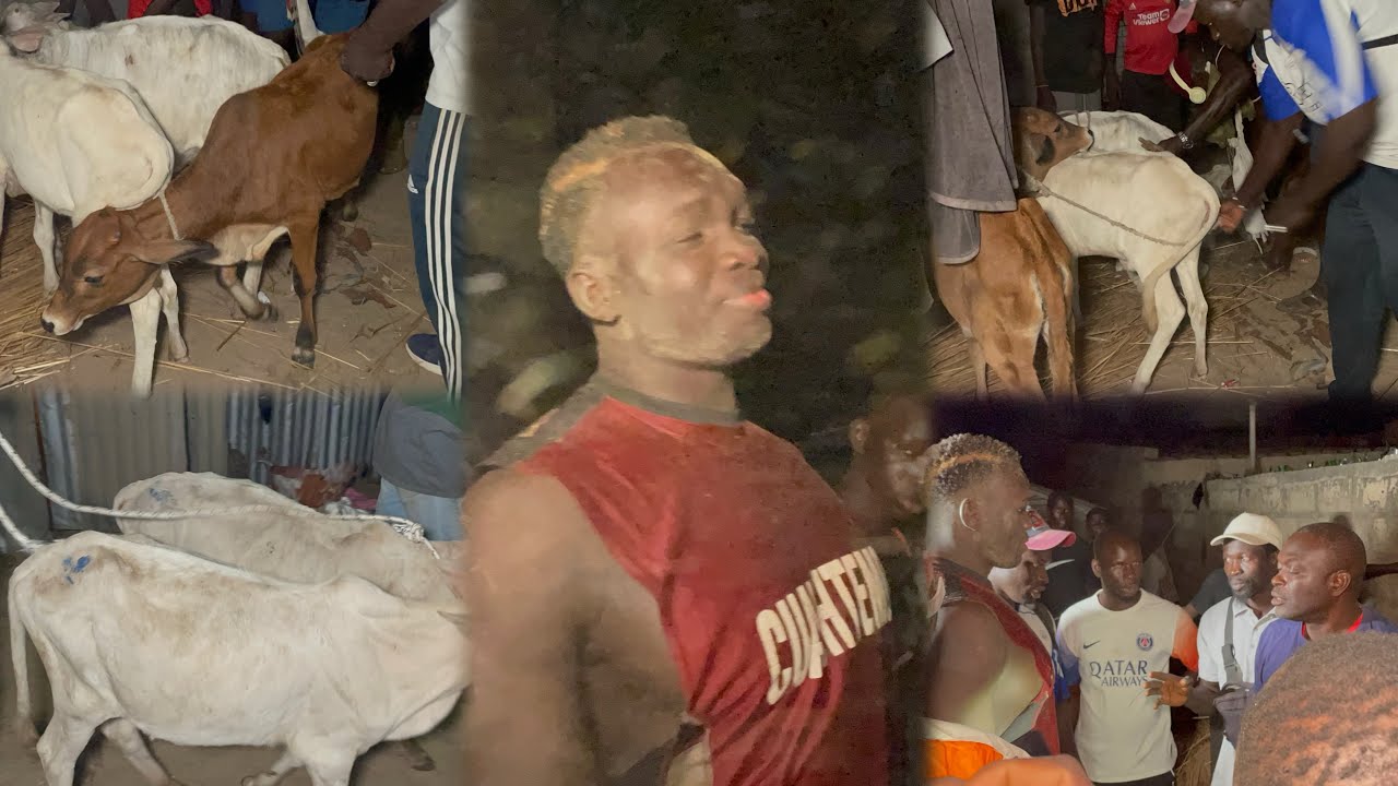 Partage des bœufs Lamb Joal : Niokhor Alias Diéne, Papa Gueye le 15 Décembre 2024