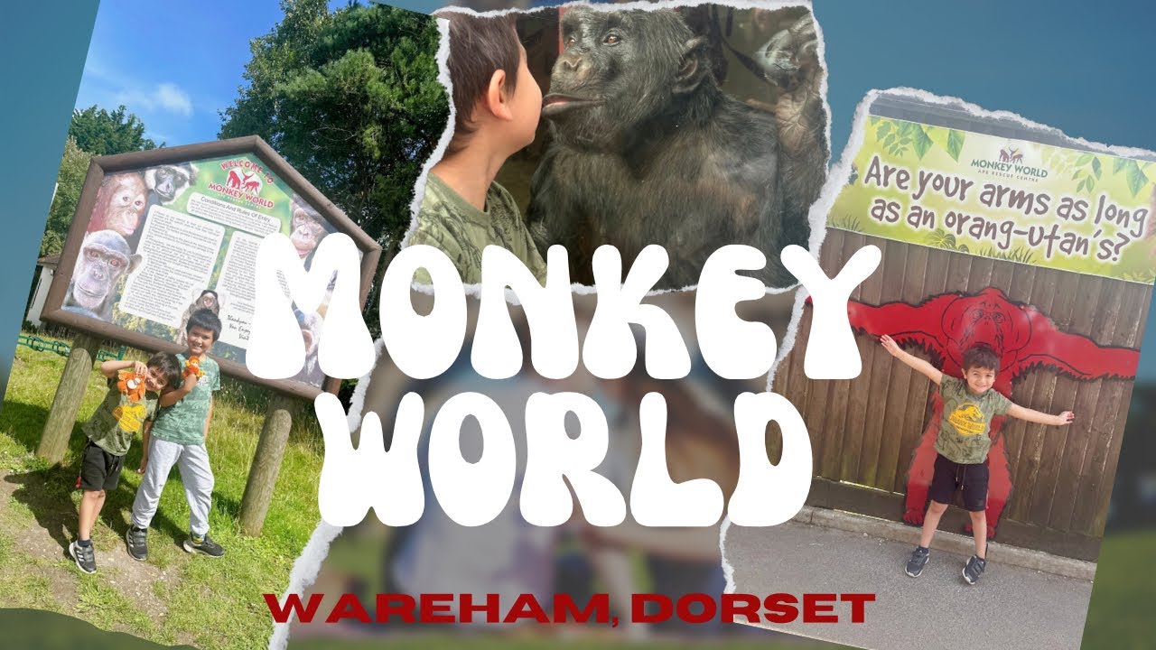 MONKEY WORLD / DORSET
