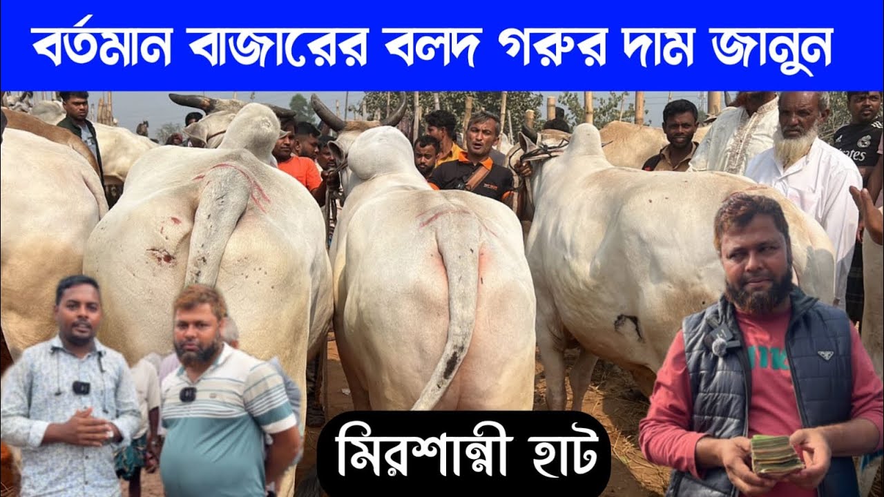 আজকের গরুর বাজার । কুমিল্লা মিরশান্নী বাজার থেকে বলদ গরুর দাম দর জানুন । 