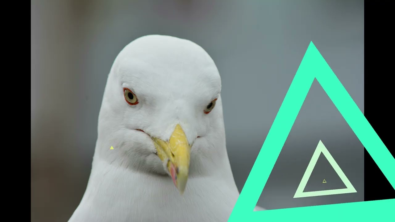 ♫♫Bem vindo ao canal  💖💖💖💖 gaivotas lindas   💖💖💖💖♫♫