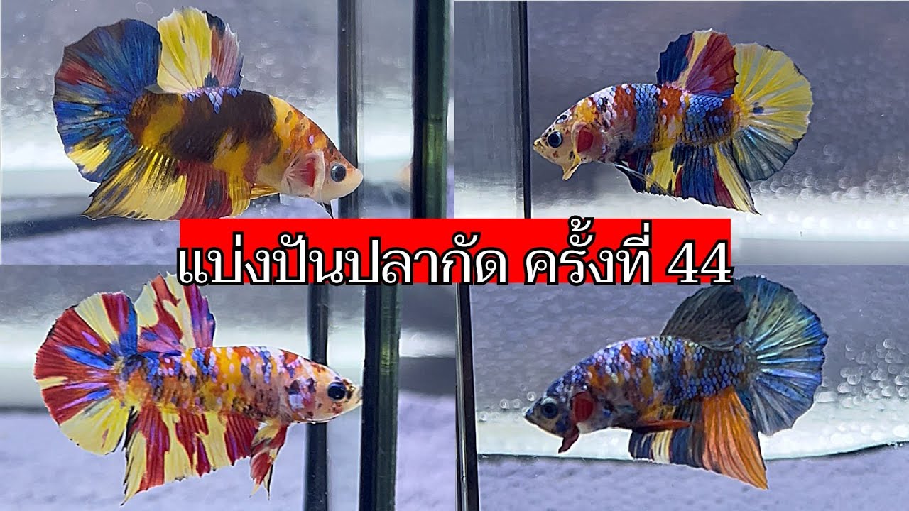 แบ่งปัน #44 (December 2025)