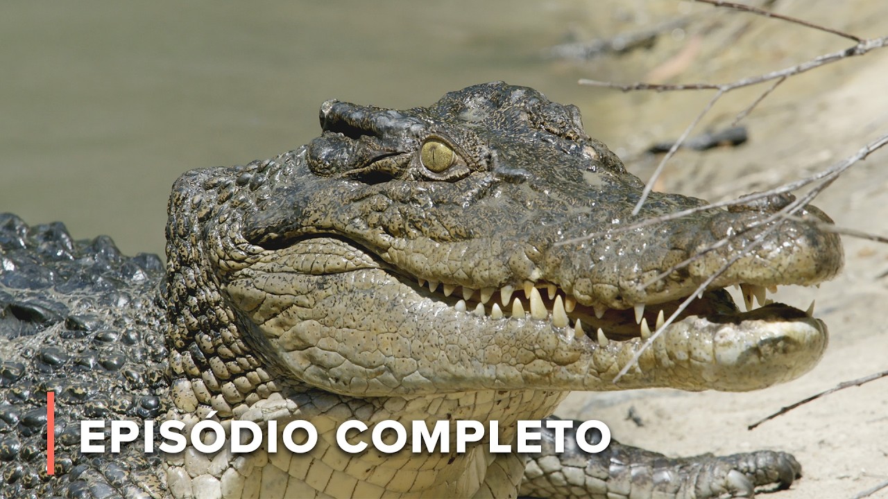 Hierarquia de dominância feroz do crocodilo | Segredos da Austrália Selvagem 103