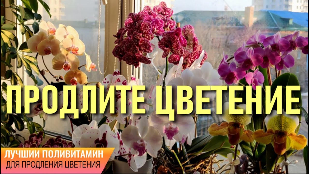 ❗️СРЕДСТВО, КОТОРОЕ НАВЕРНЯКА ПОМОЖЕТ ПРОДЛИТЬ ЦВЕТЕНИЕ ОРХИДЕИ! ОБЛИСТВЕННЫЙ ЦВЕТОНОС НЕ ПРИГОВОР!!