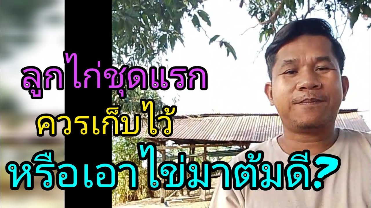 แนะนำมือใหม่สำหรับผู้เพาะเลี้ยงไก่เชิงป่าก๋อยสะโล่หลัง สนใจสายพันธุ์ 094 169 3285