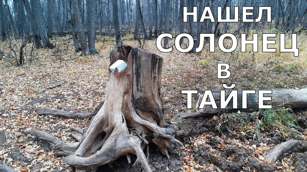 КАК НАЙТИ СОЛОНЕЦ В ЛЕСУ ? Особое внимание охотникам!