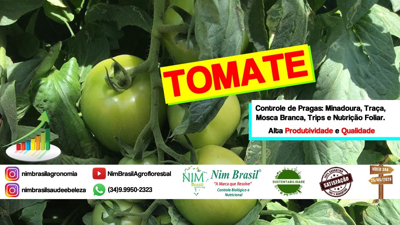 304 - Tomate. Controle de Pragas, Minadoura, Mosca Branca. Alta Produtividade e Qualidade.