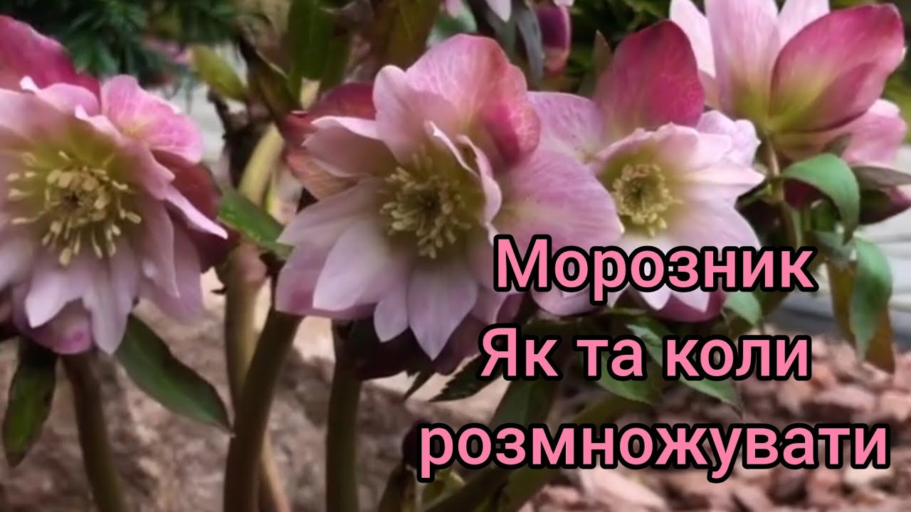 Морозник , власний досвід вирощування, найпростіший метод.