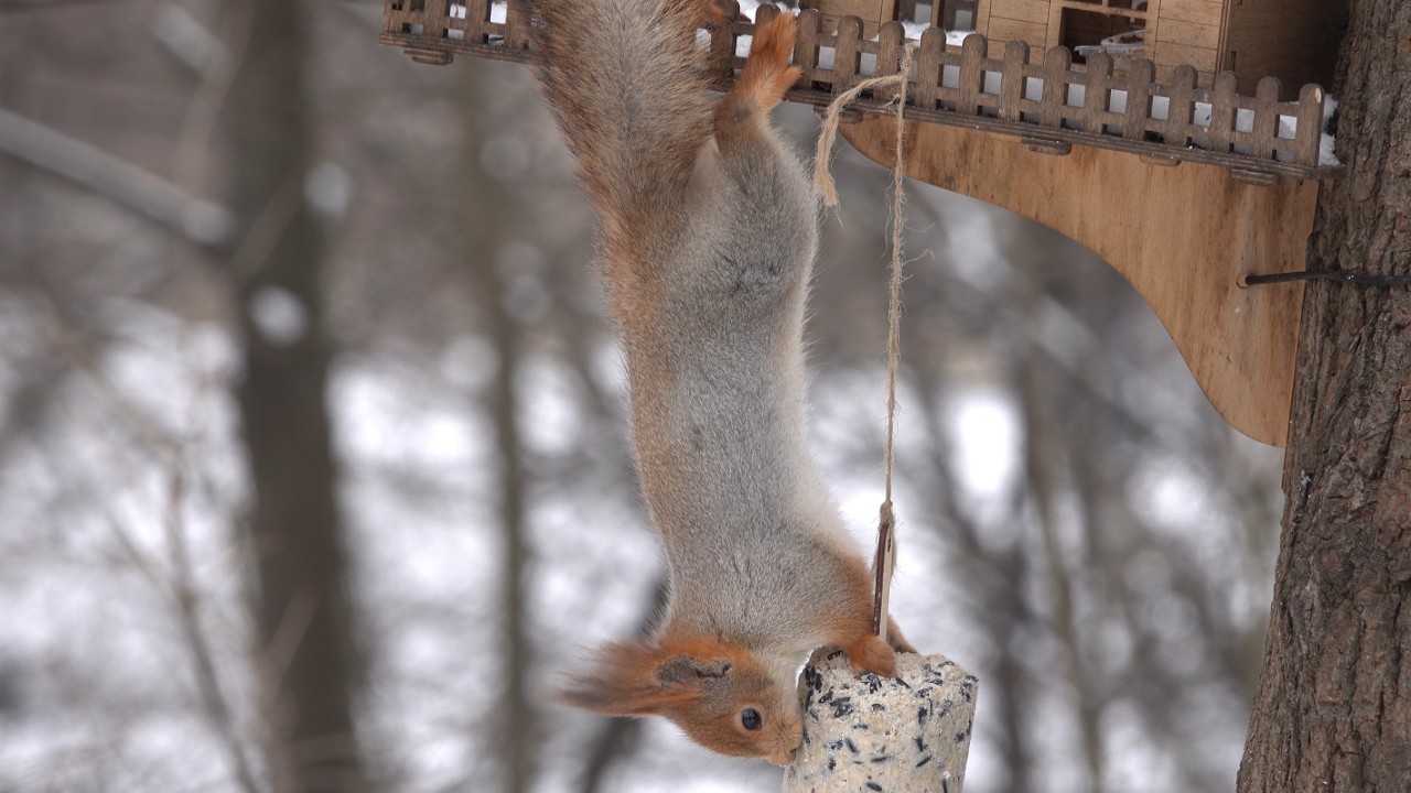 Снова голодные белки. Зарисовка / Hungry squirrels again. The sketch