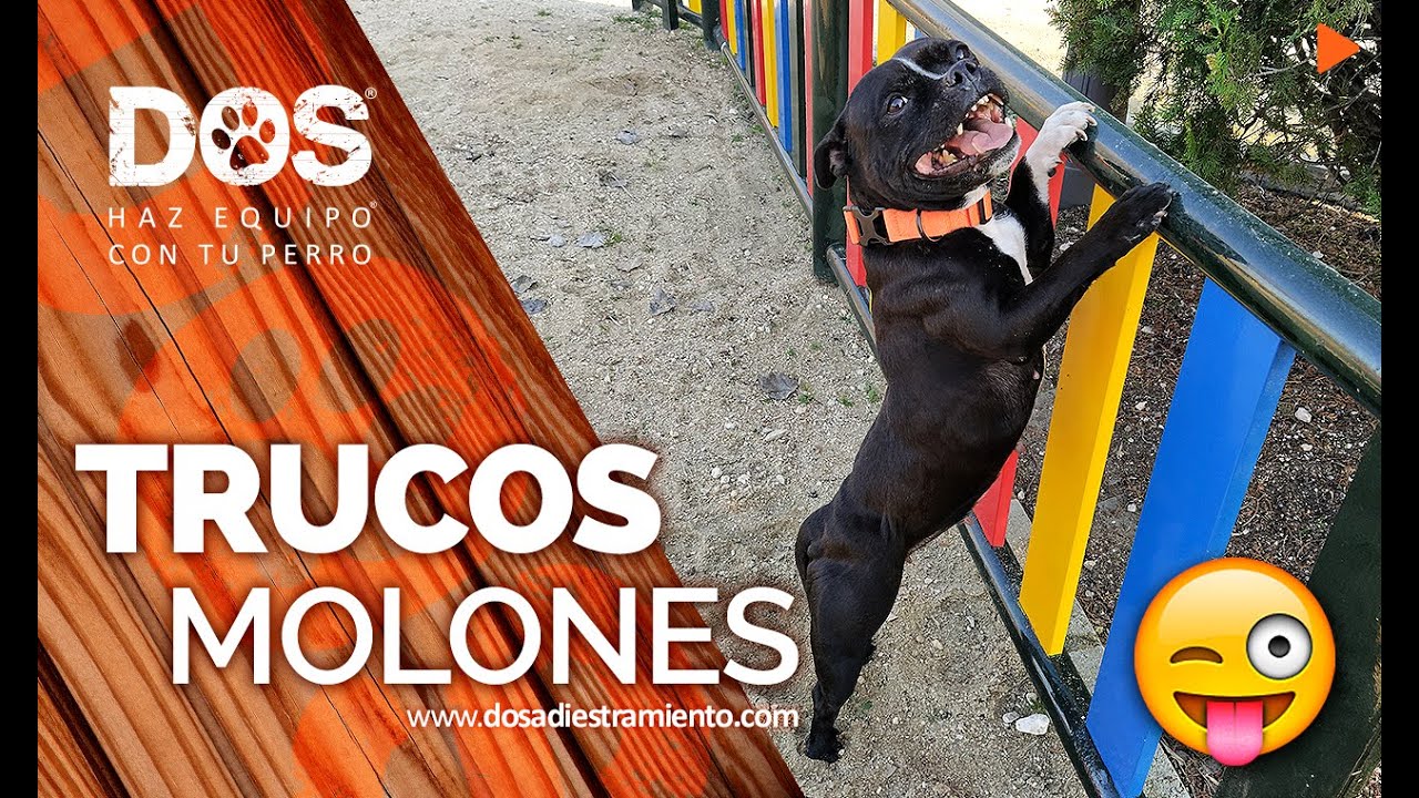 Enseñar Trucos Molones a tu Perro 🐶🥇 | Adiestramiento Canino Habilidades 😜