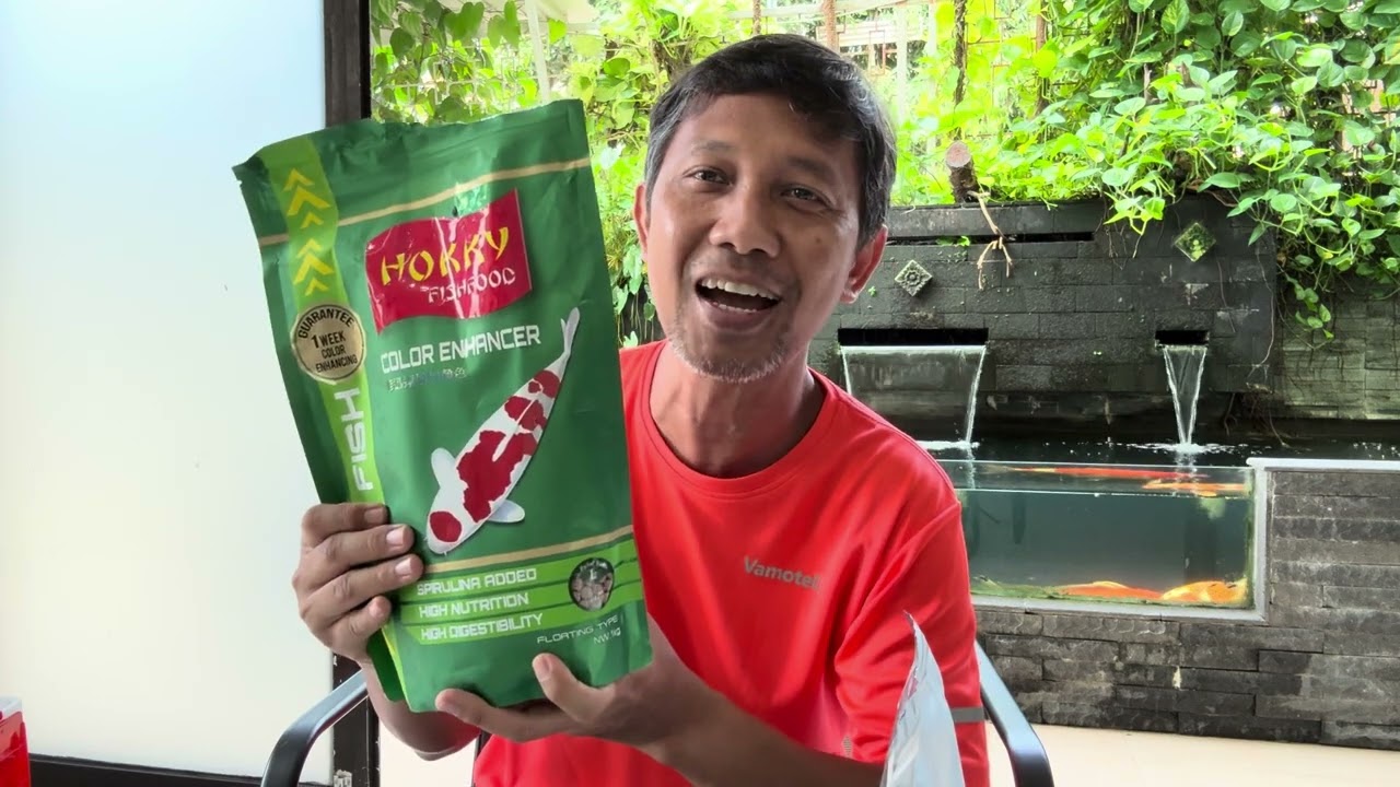 Mencampur Pakan Koi Impor dan Lokal, Lebih Ekonomis Kualitas Terjaga