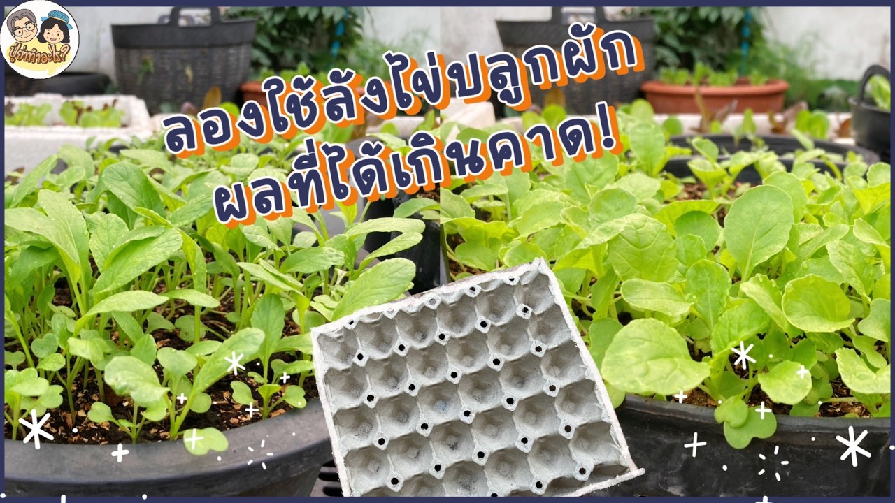 ปลูกผักด้วยลังไข่ ใช้ได้ทั้งเข่งและกระถาง EP171