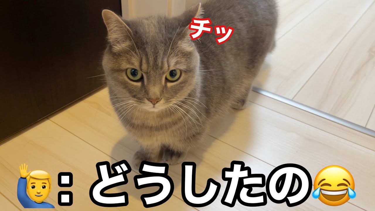 ただいまって撫でただけなのに…なぜかブチギレた猫