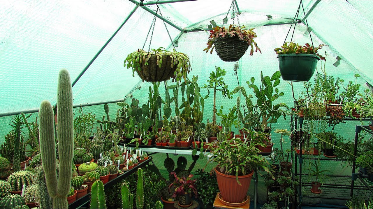 My Schlumbergera - Thanksgiving & Christmas Cactus Plants Collection  - Fall / Autumn Update